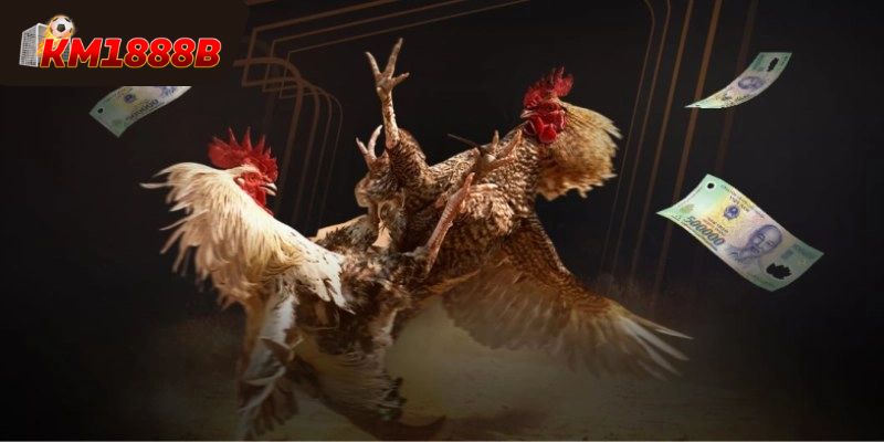 Ưu điểm của đá gà KM1888B