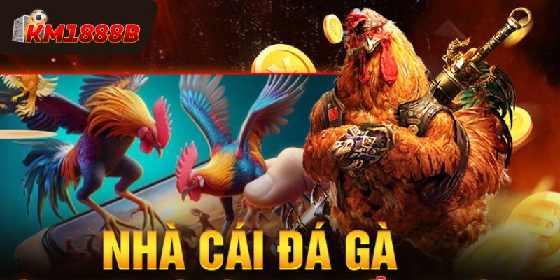 Giới thiệu nhà cái đá gà KM1888B
