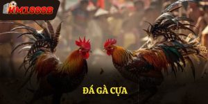 Đá Gà Cựa Tại Km1888b - Đấu Trường Vô Cùng Hấp Dẫn