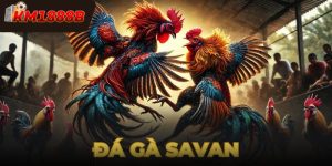 Đá Gà Savan - Sự Kết Hợp Giữa Truyền Thống Và Hiện Đại