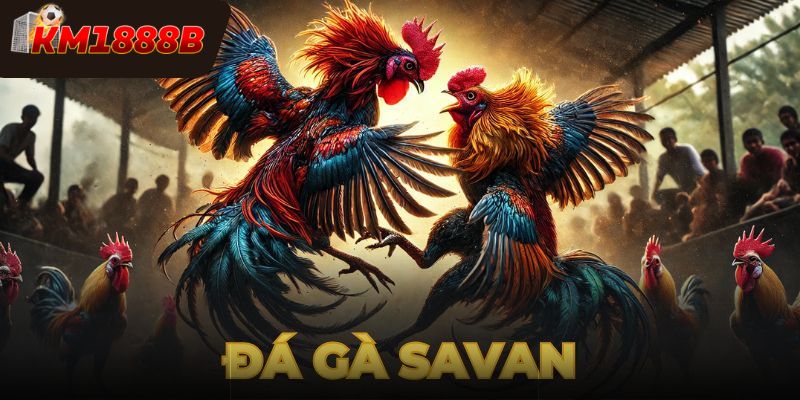 Đá Gà Savan - Sự Kết Hợp Giữa Truyền Thống Và Hiện Đại