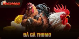 Đá Gà Thomo - Sàn Đấu Cá Cược Đầy Kịch Tính Và Hấp Dẫn