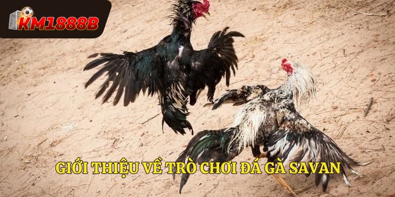 Giới thiệu về trò chơi đá gà savan